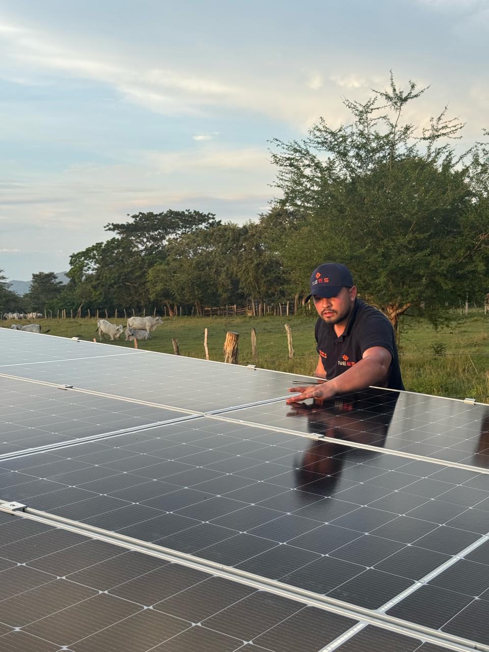Técnico de NEES instalando paneles solares en una finca al atardecer, con ganado pastando de fondo